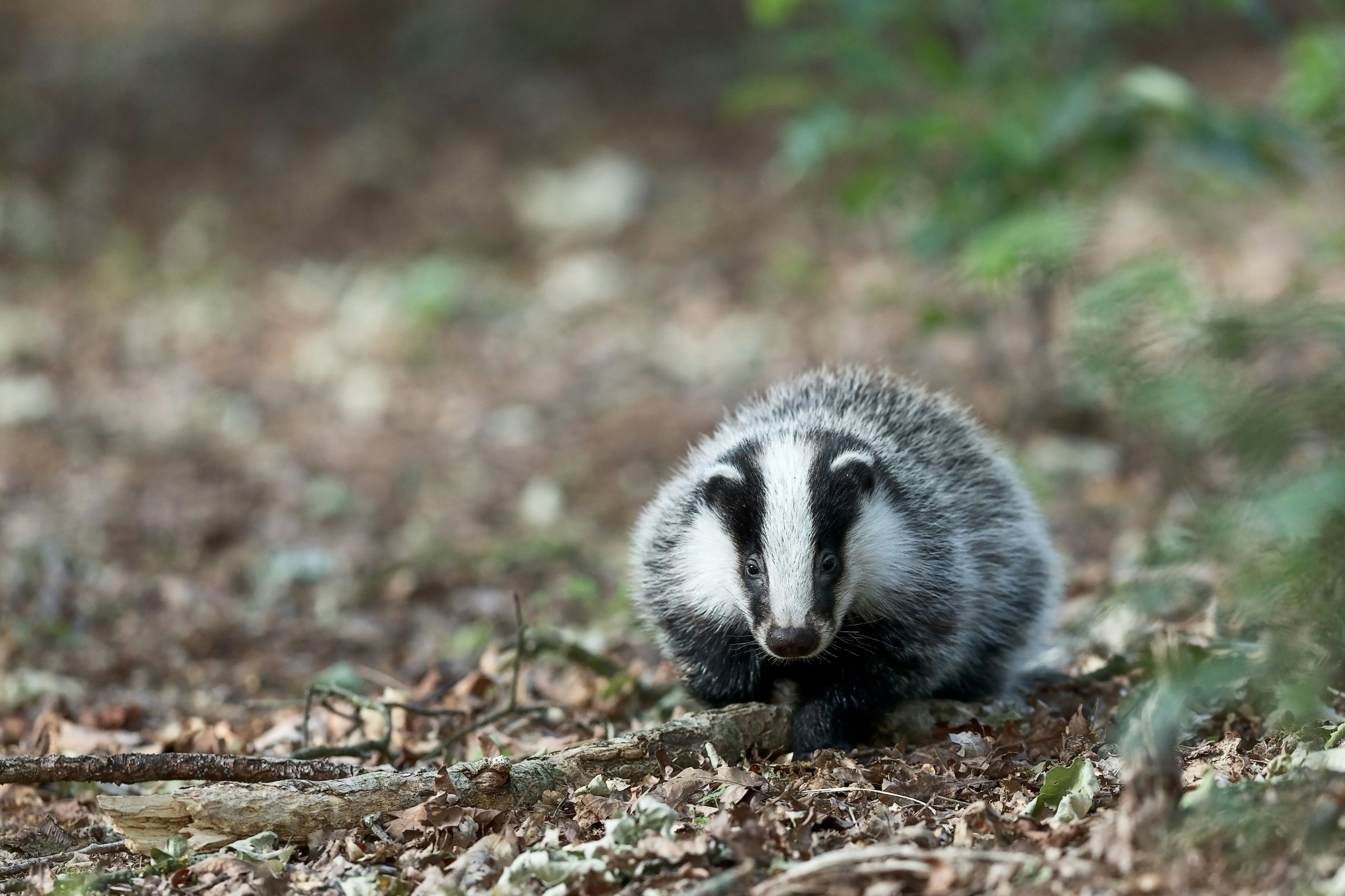 badger on brown dried leaves