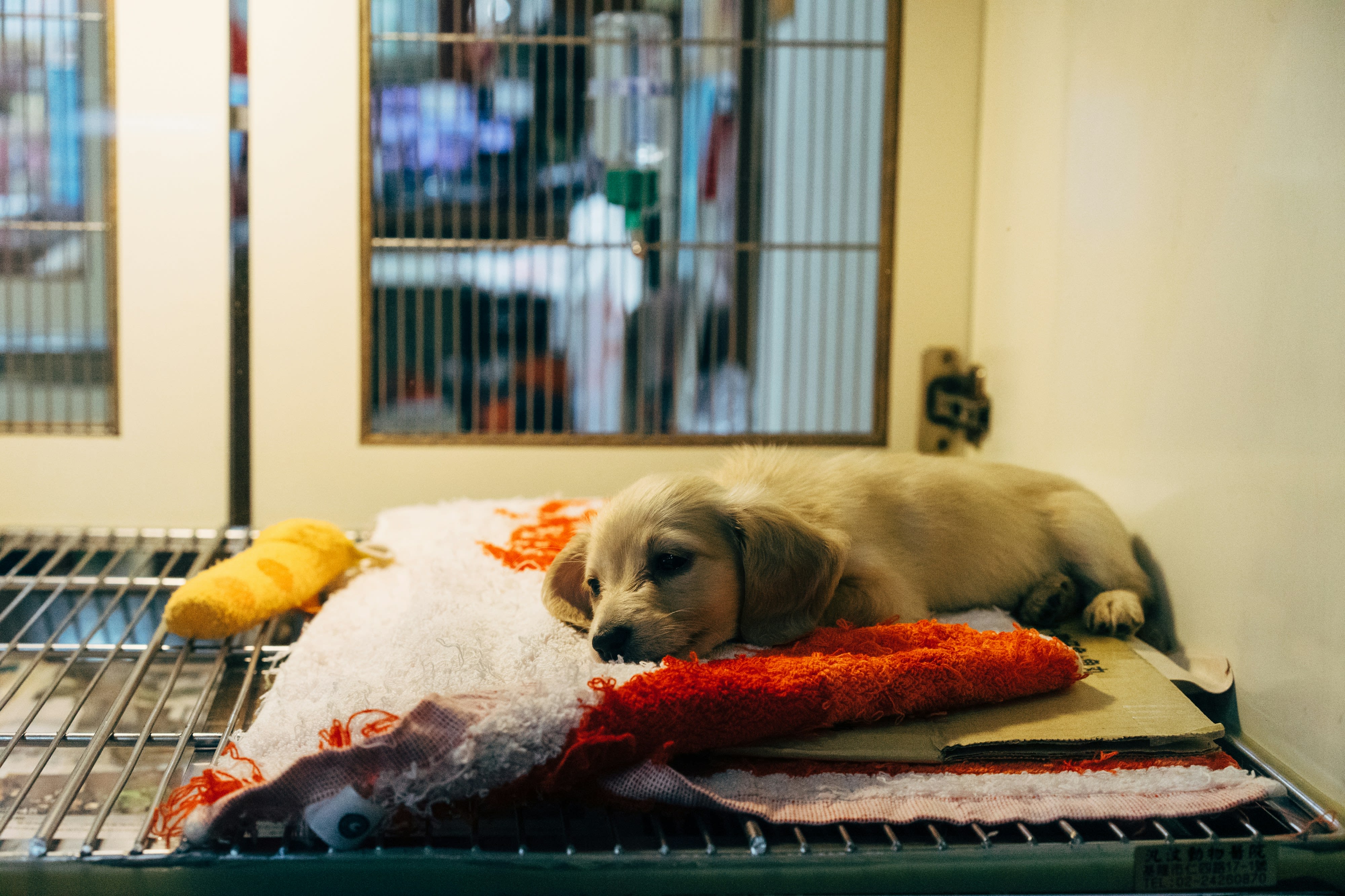 puppy on red and white textile