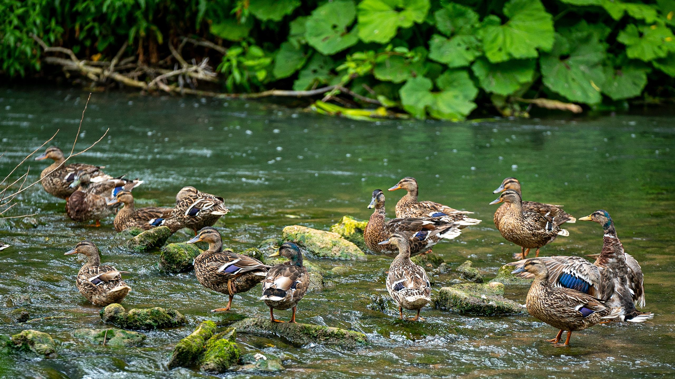 Our rivers are in danger